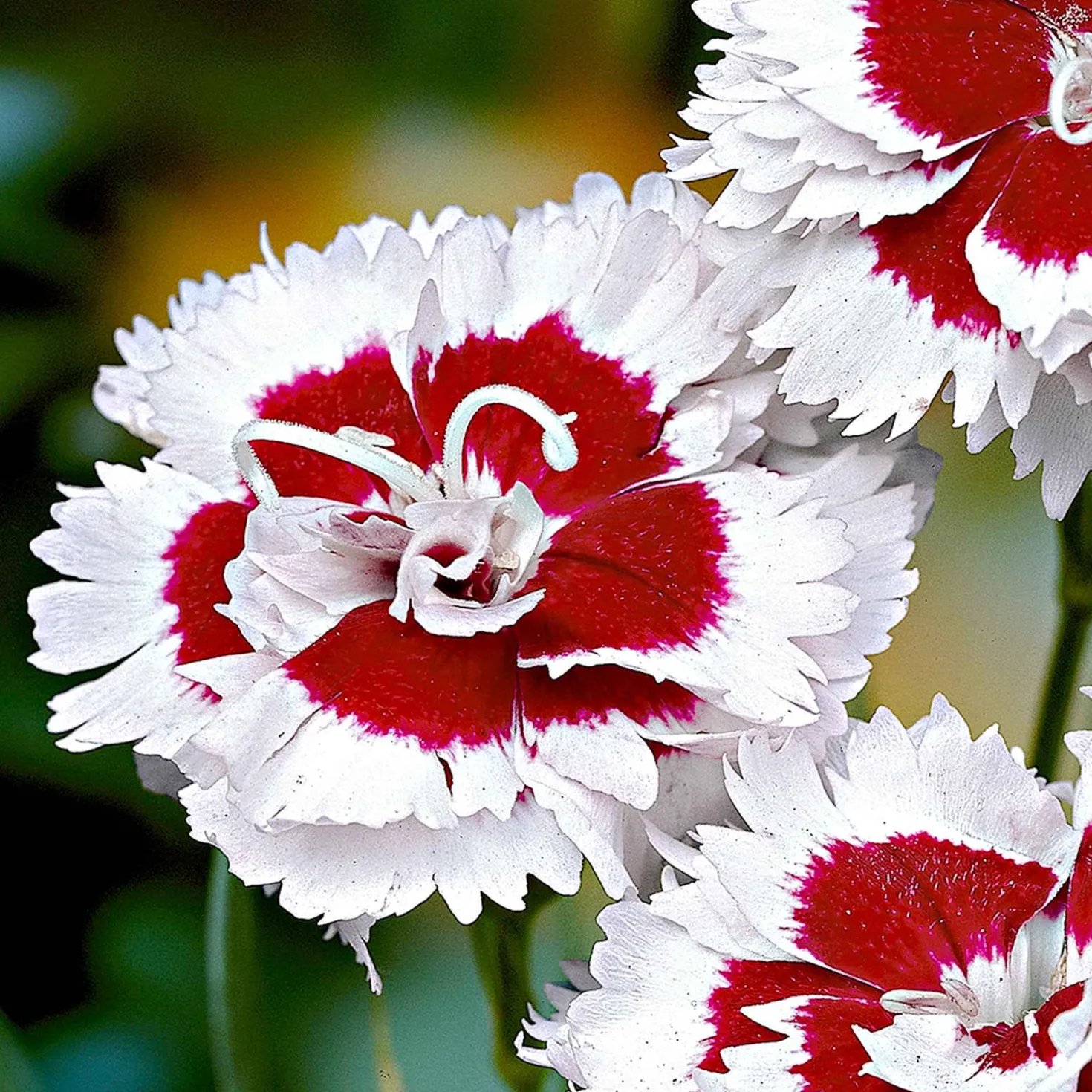 Allwoods Nelke 'Alice' (x3) - Weiße Blüten, süßer Duft