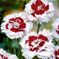 Allwoods Nelke 'Alice' (x3) - Weiße Blüten, süßer Duft