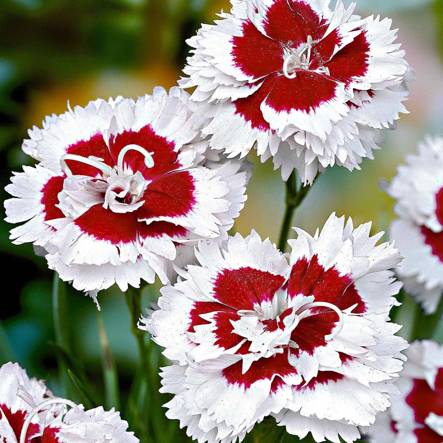 Allwoods Nelke 'Alice' (x3) - Weiße Blüten, süßer Duft