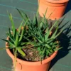 Aloe Safari Sunrise - Blüht fast das ganze Jahr