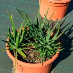 Aloe Safari Sunrise - Blüht fast das ganze Jahr