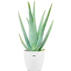 Aloe vera im weißen Übertopf ELHO - Natürliche Pflege, pflegeleicht