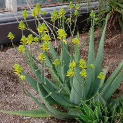 Aloe vera - Pflegeleicht und dekorativ
