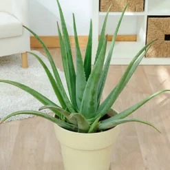 Aloe vera - Pflegeleicht und dekorativ
