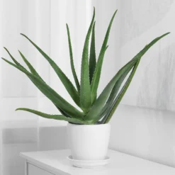 Aloe vera - Pflegeleicht und dekorativ