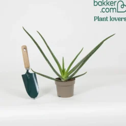 Aloe vera - Pflegeleicht und dekorativ