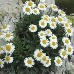 Alpen-Aster 'Albus' - Weißes Blütenpolster im Nu