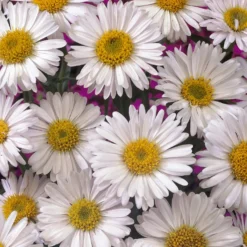 Alpen-Aster 'Albus' - Weißes Blütenpolster im Nu
