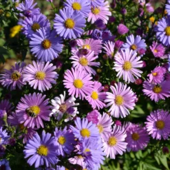 Alpenaster Mischung - Farbenteppich ganz einfach