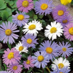 Alpenaster Mischung - Farbenteppich ganz einfach
