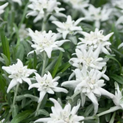 Alpen-Edelweiss - Der Bergklassiker fürs Beet