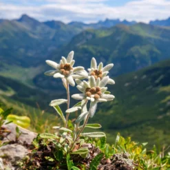 Alpen-Edelweiss - Der Bergklassiker fürs Beet