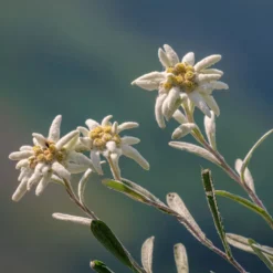 Alpen-Edelweiss - Der Bergklassiker fürs Beet