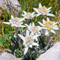 Alpen-Edelweiss - Der Bergklassiker fürs Beet