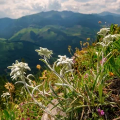 Alpen-Edelweiss - Der Bergklassiker fürs Beet