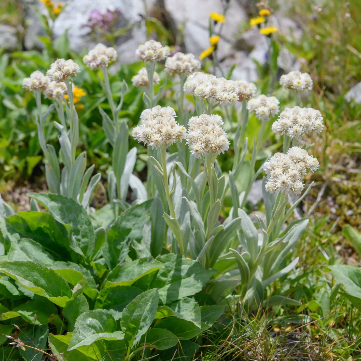 Alpen-Perlkörbchen - Silberweiß für Steingärten