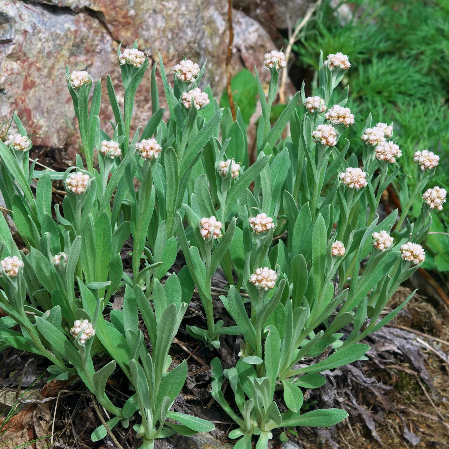 Alpen-Perlkörbchen - Silberweiß für Steingärten