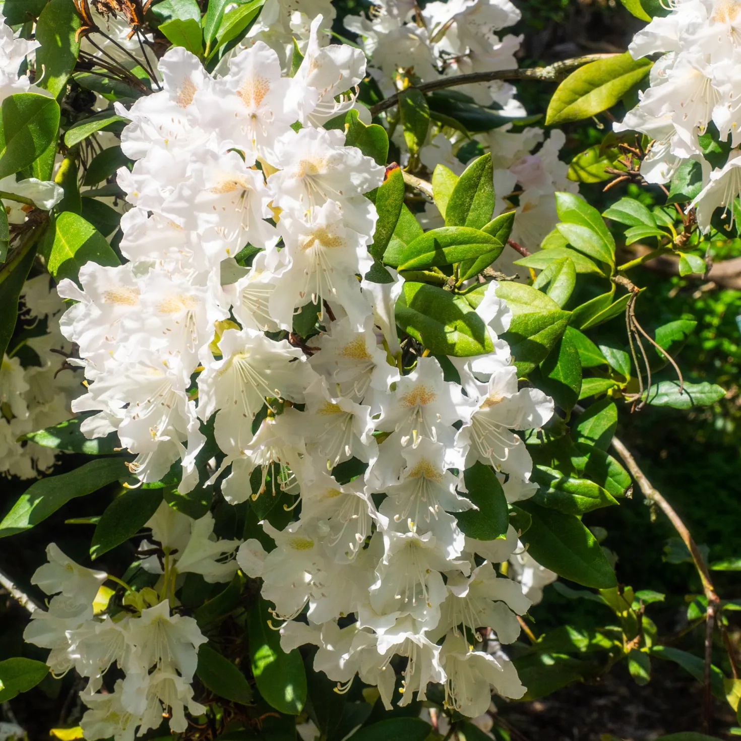 Alpenrose Cunningham's White - Weiße Blütenpracht ganz leicht