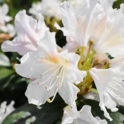 Alpenrose Cunningham's White - Weiße Blütenpracht ganz leicht