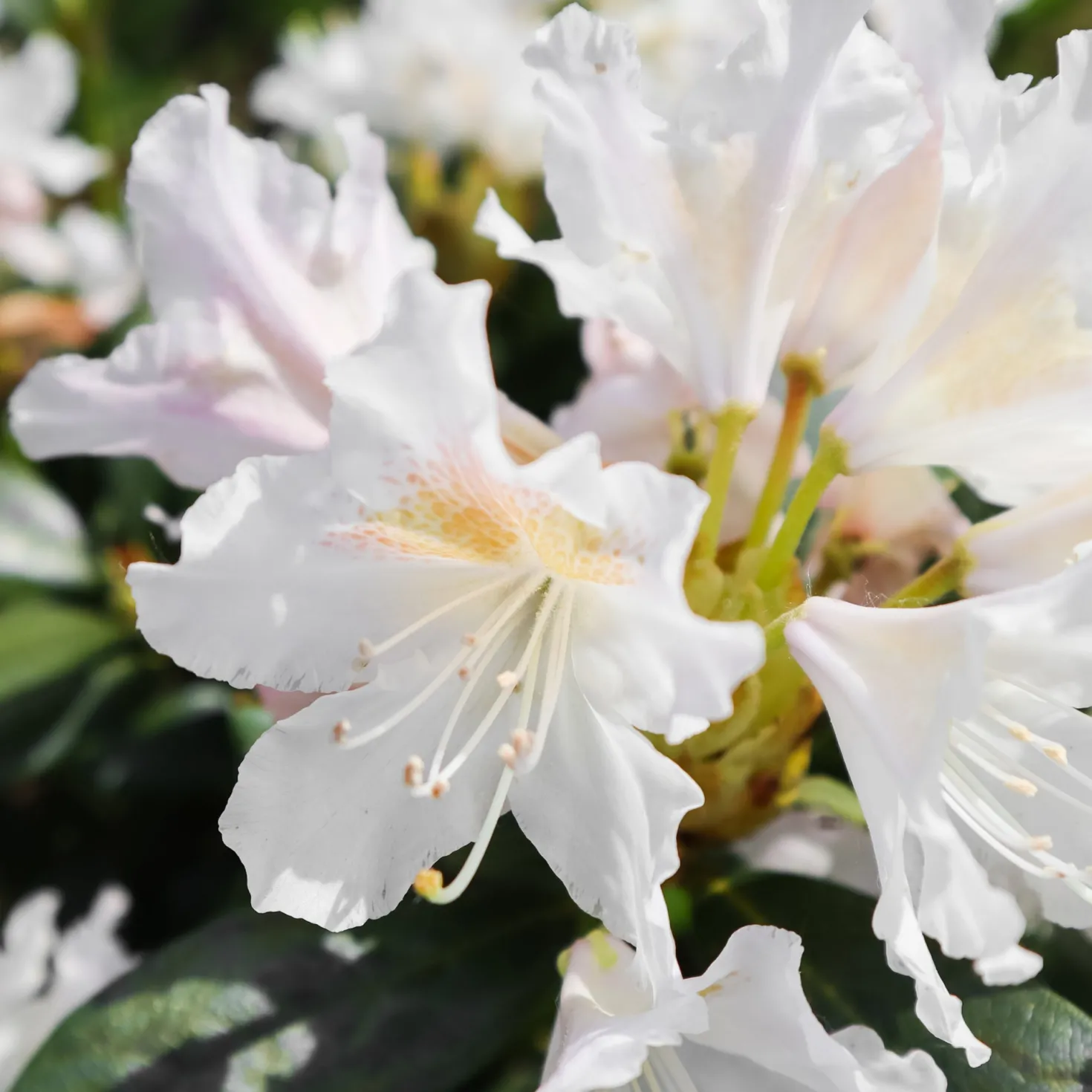 Alpenrose Cunningham's White - Weiße Blütenpracht ganz leicht