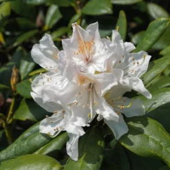 Alpenrose Cunningham's White - Weiße Blütenpracht ganz leicht