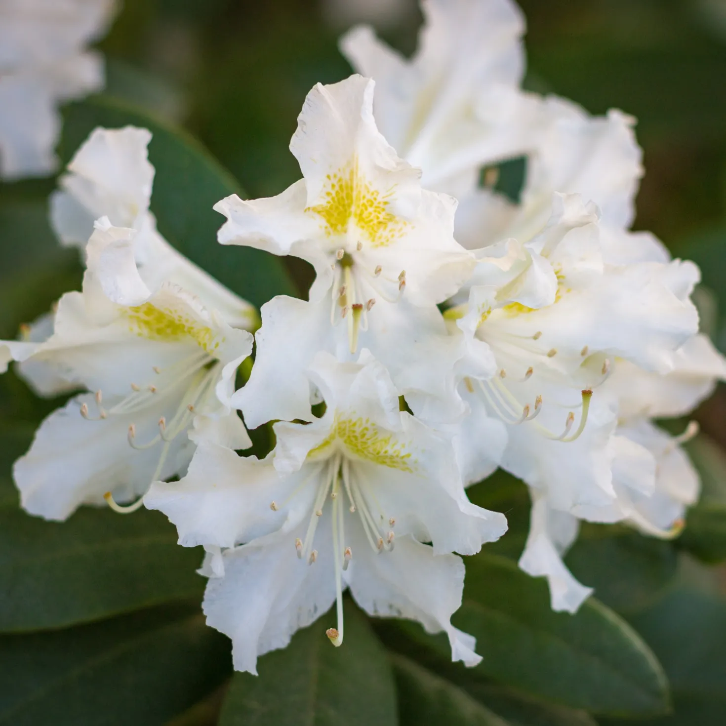 Alpenrose Cunningham's White - Weiße Blütenpracht ganz leicht