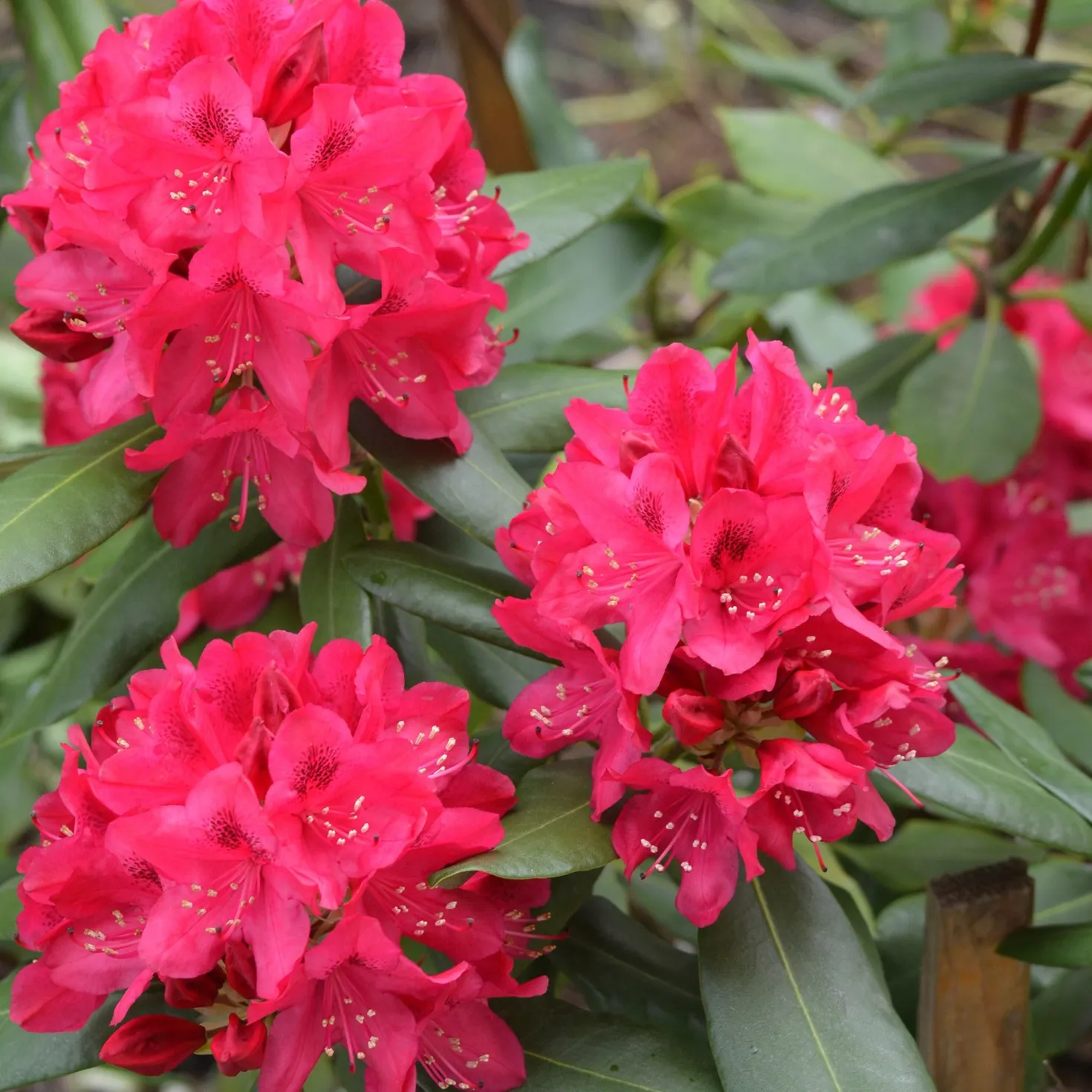 Alpenrose 'Nova Zembla' - Kräftiges Rot im Halbschatten