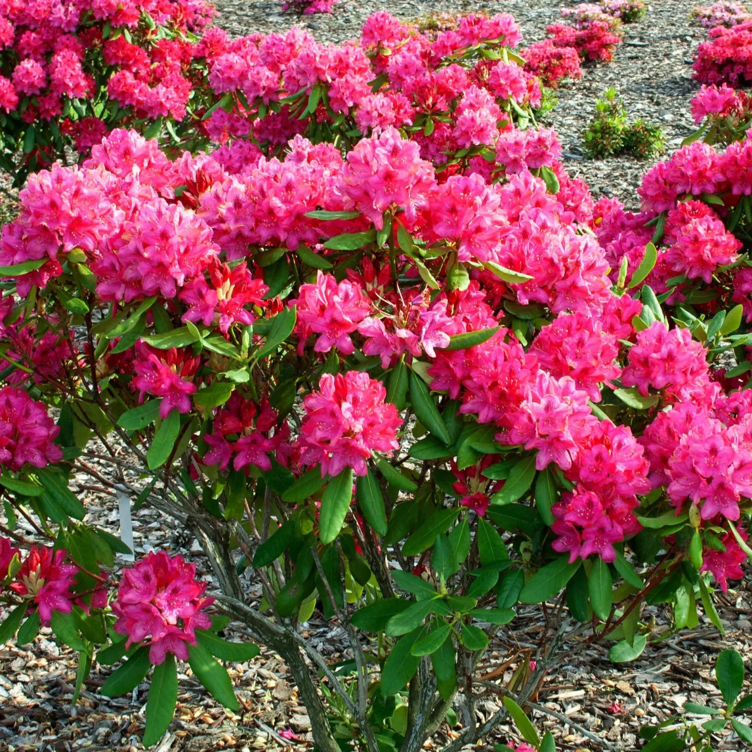 Alpenrose 'Nova Zembla' - Kräftiges Rot im Halbschatten