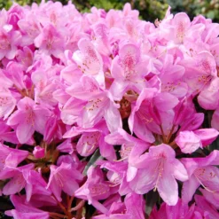 Alpenrose 'Roseum Elegans' - Üppige Blüten ganz ohne Mühe