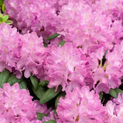 Alpenrose 'Roseum Elegans' - Üppige Blüten ganz ohne Mühe