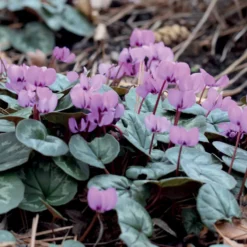 Alpenveilchen 'Coum' (x3) - Farbe mitten im Winter