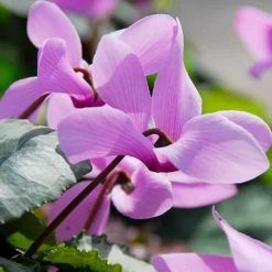 Alpenveilchen rosa (x3) - Blüten wenn andere welken