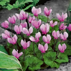 Alpenveilchen rosa (x3) - Blüten wenn andere welken