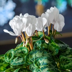 Alpenveilchen weiß (x3) - Weiße Blüten im Winter