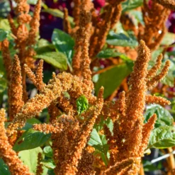 Amarant Hot Biscuits - Warme Farben im Beet