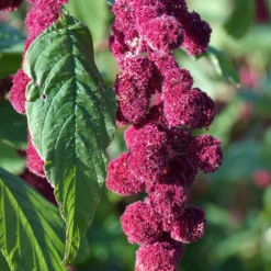 Amaranthus gibbeus - Fuchsschwanz Dreadlocks - Farbe und Ernte im Garten