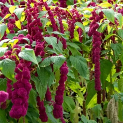 Amaranthus gibbeus - Fuchsschwanz Dreadlocks - Farbe und Ernte im Garten