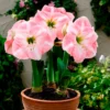 Amaryllis Angelique - Volle rosa Blütenpracht