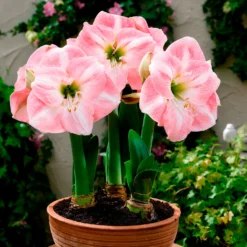 Amaryllis Angelique - Volle rosa Blütenpracht
