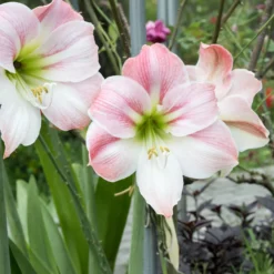 Amaryllis Angelique - Volle rosa Blütenpracht