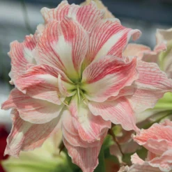Amaryllis Happy Nymph - Rosa Blütenpracht im Winter