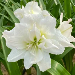 Amaryllis-Kollektion rosa & weiß (x2) - Zarte Blütenpracht in Rosa und Weiß