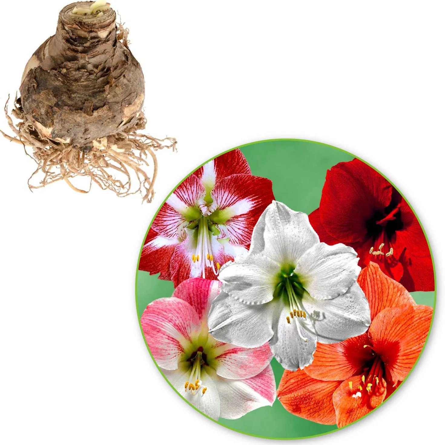 Amaryllis Mischung (x3) - Drei XXL-Blüten im Winter