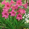 Amaryllis Sweet Sixteen - Zarte Blüten, ganz einfach