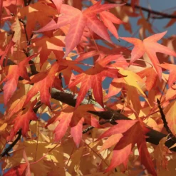 Amberbaum - Feuerrotes Herbstlaub