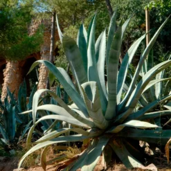Amerikanische Agave - Südländisches Flair sofort