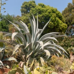 Amerikanische Agave - Südländisches Flair sofort