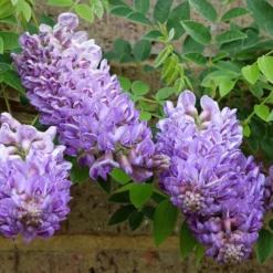 Amerikanischer Blauregen ‘Longwood Purple’ - Blüht ohne langes Warten