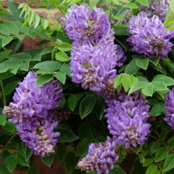 Amerikanischer Blauregen ‘Longwood Purple’ - Blüht ohne langes Warten