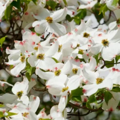 Amerikanischer Blumen-Hartriegel - Blütenwolke im Frühling